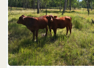 Two red cattle in a grassy paddock